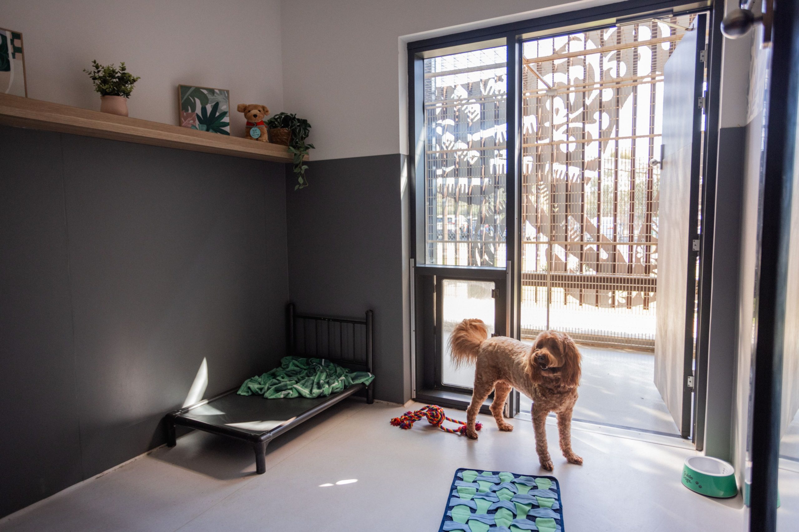 beau_s-pet-hotel-233