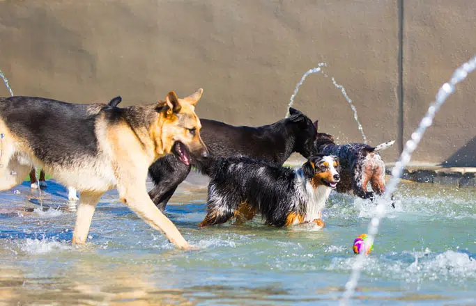 dog-boarding-image-3